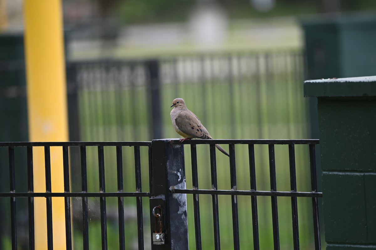 Mourning Dove - ML656076062