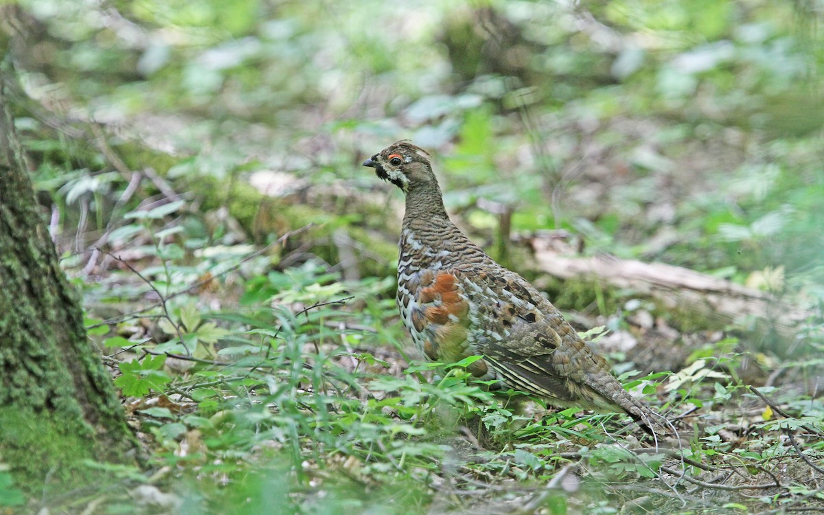 Hazel Grouse - ML65607611