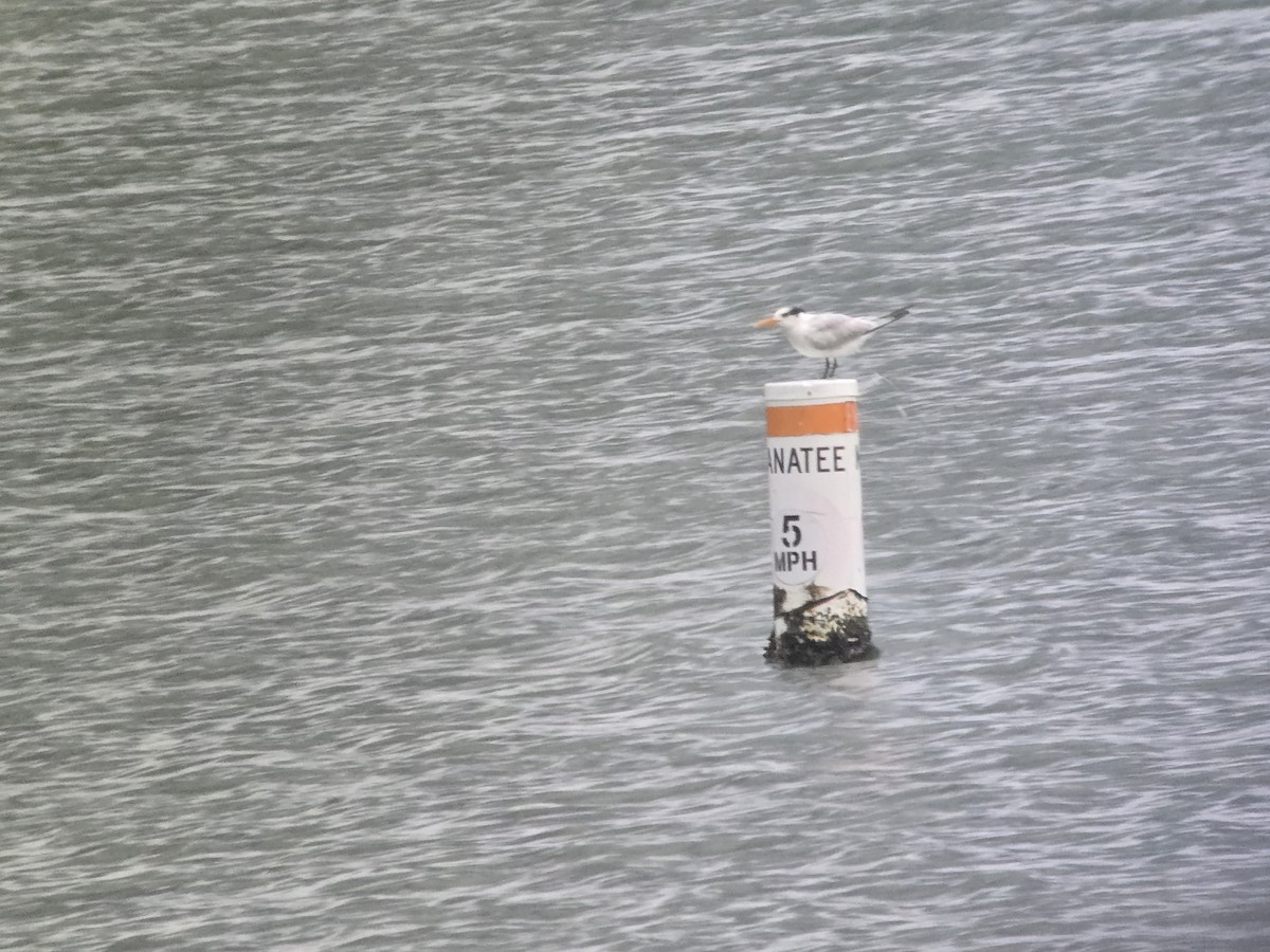 שחפית גדולה - ML656076319