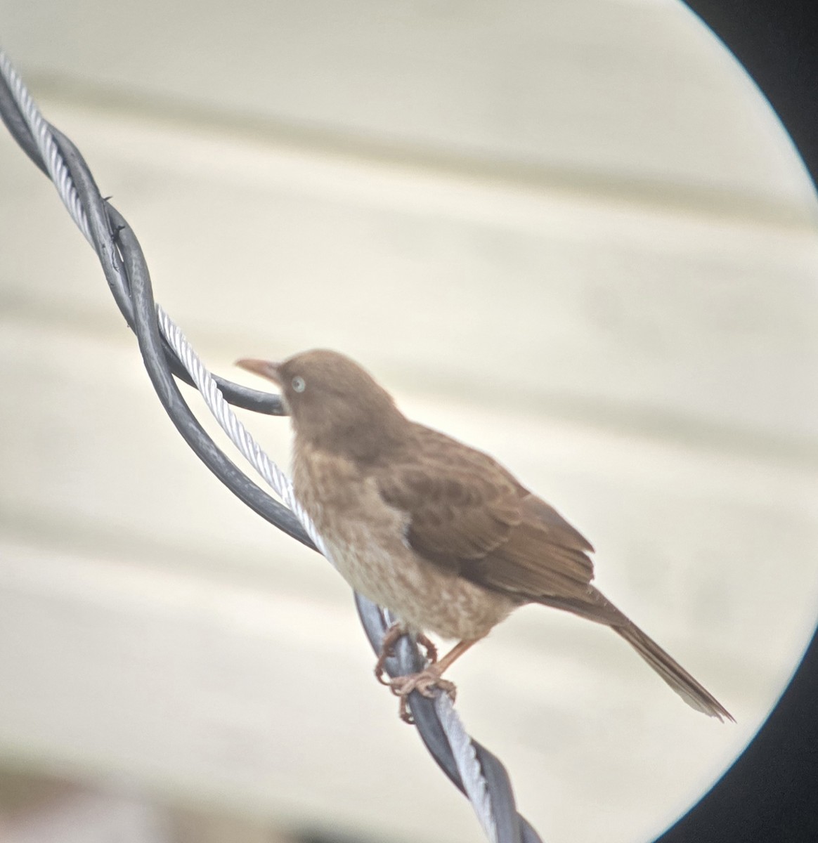 Pearly-eyed Thrasher - ML656076336