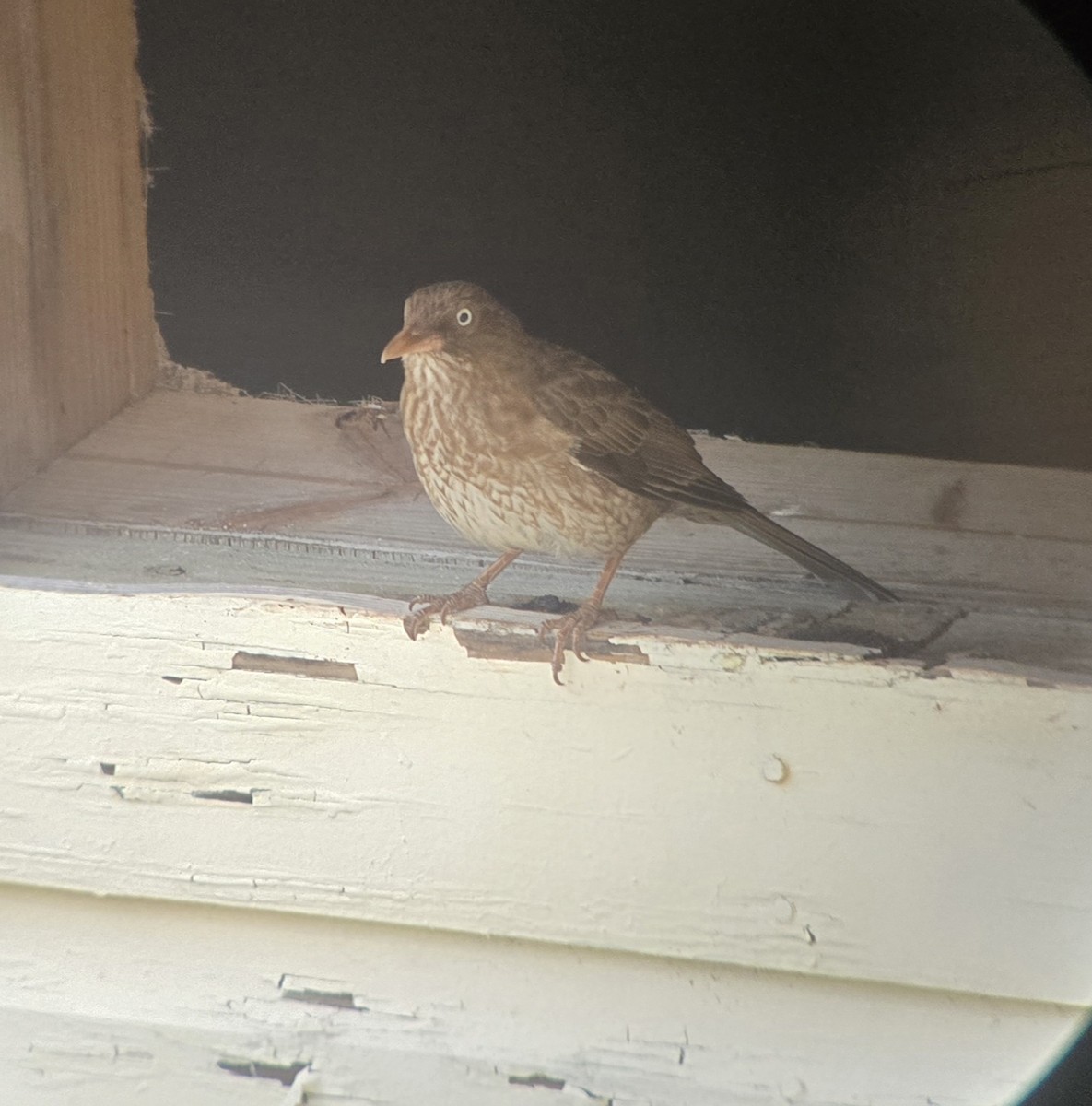 Pearly-eyed Thrasher - ML656076337