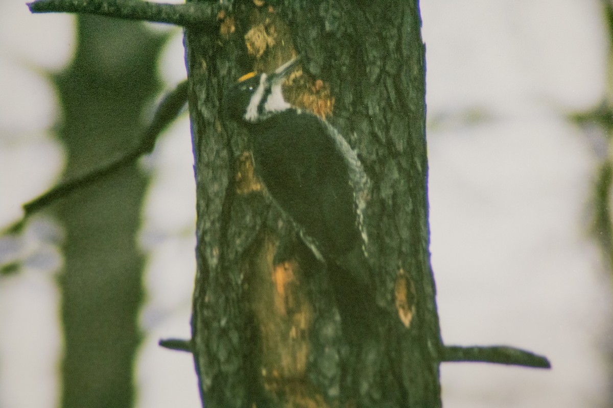 eBird Checklist - 1 Jan 2007 - burn SW of Mio-BBWO - 5 species