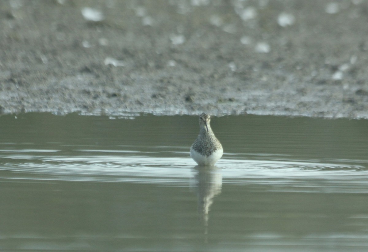Pectoral Sandpiper - ML65607911