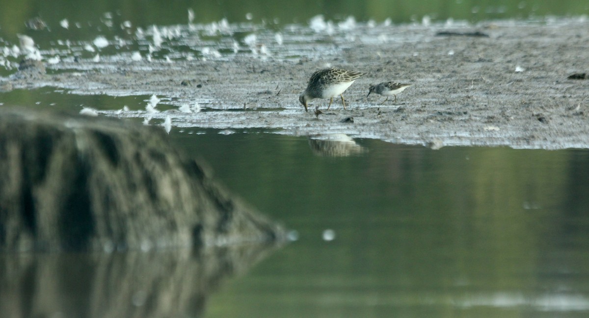 Pectoral Sandpiper - ML65607921