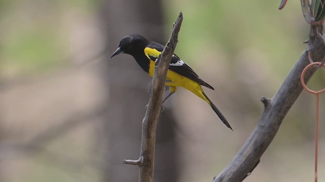 Oriole jaune-verdâtre - ML656080750