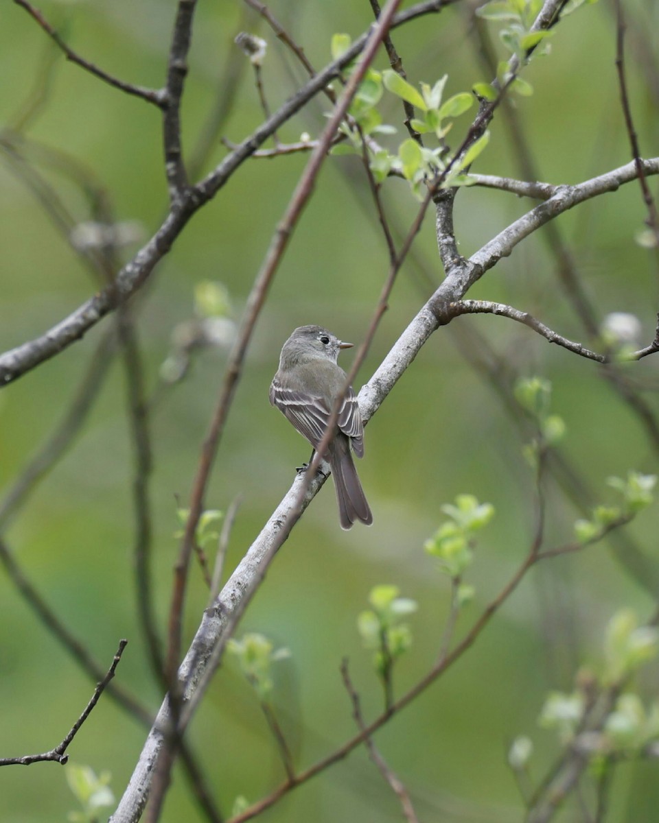eBird Checklist - 28 Apr 2026 - Redmond Retention Ponds - 9 species