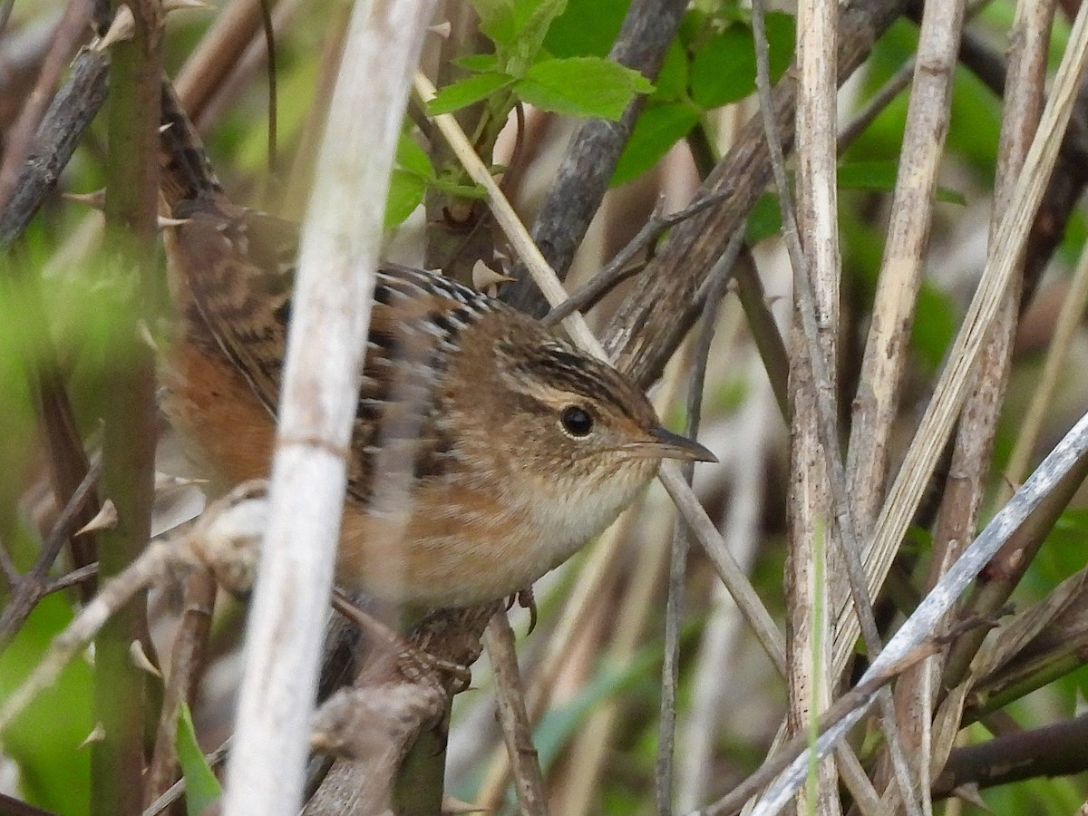 Sedge Wren - ML656081225