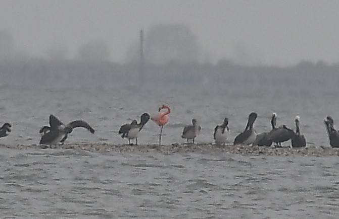 American Flamingo - ML656081596