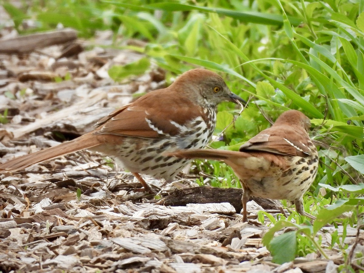Brown Thrasher - ML656083789
