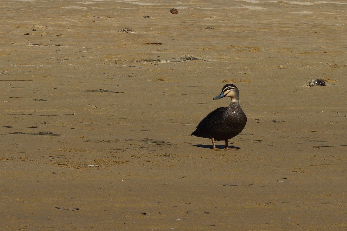 eBird Checklist - 26 Apr 2026 - Apollo Bay Headland - 16 species
