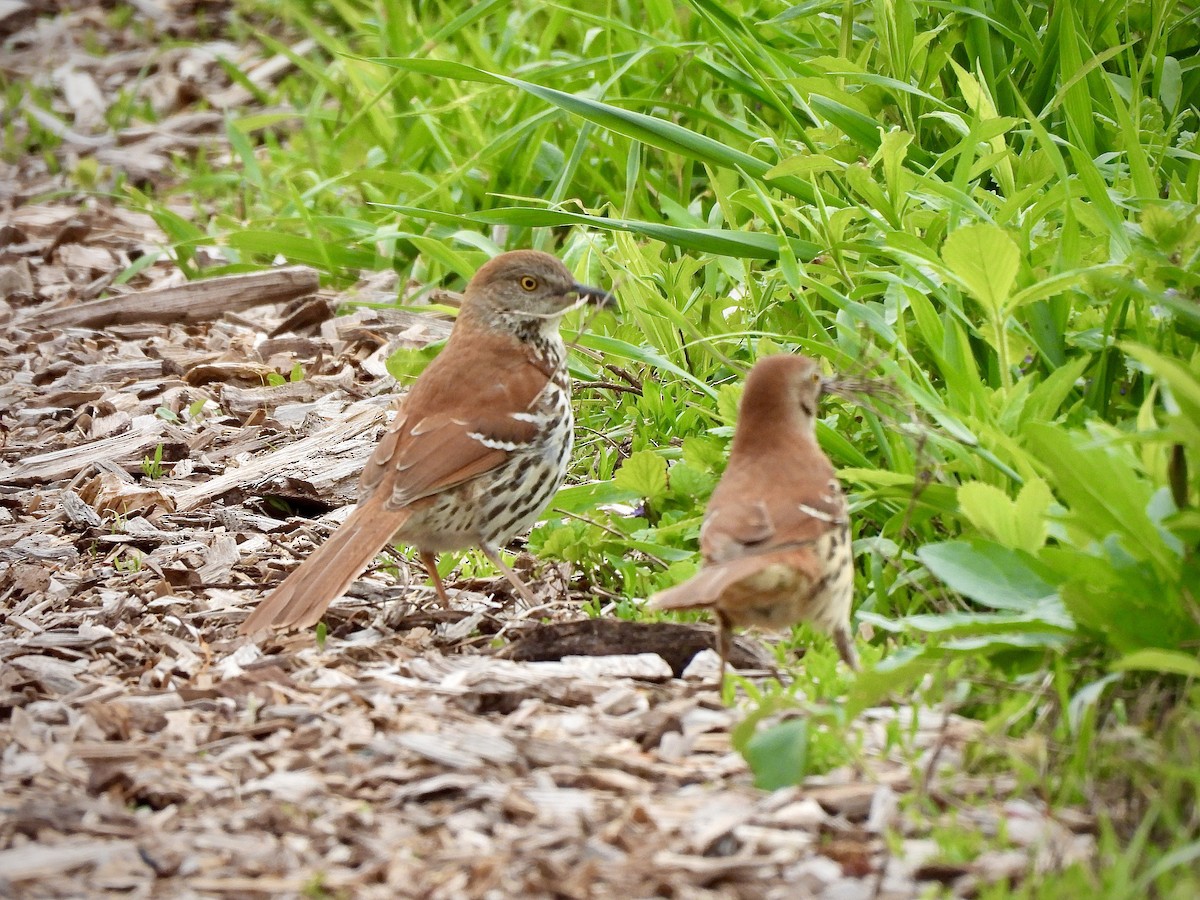 Brown Thrasher - ML656083908