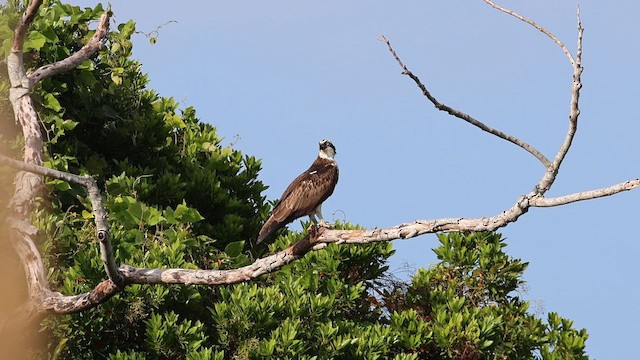 Osprey - ML656084240