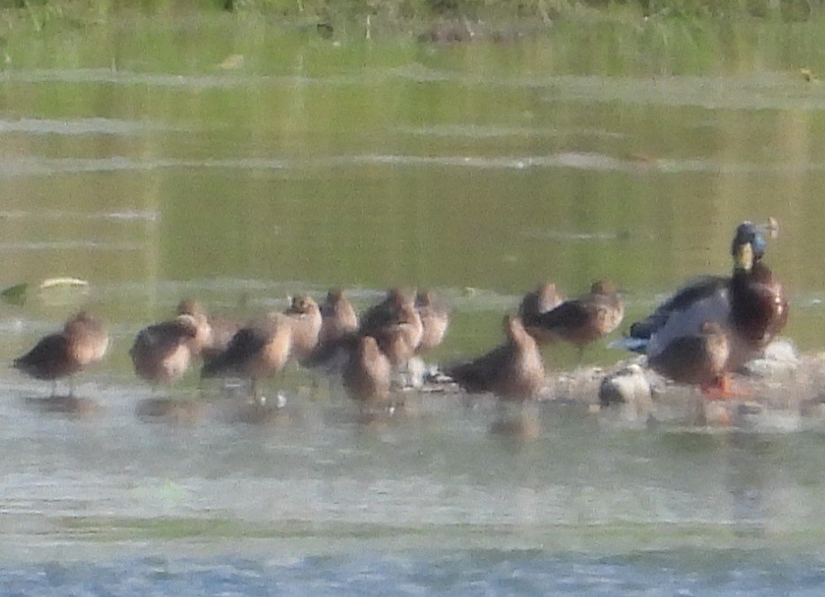 eBird Checklist - 28 Apr 2026 - Fernald Preserve--Hickory Trail ...