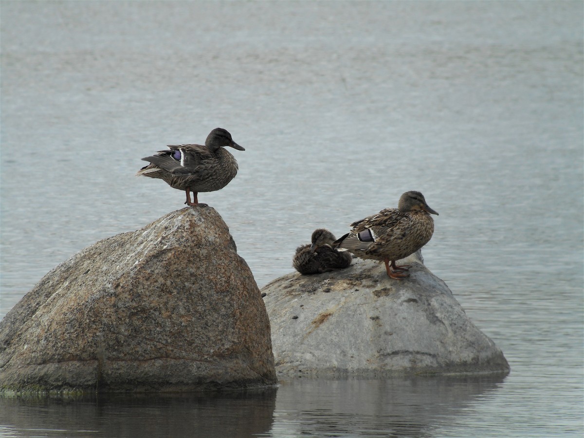 Mallard - Gérard Cyr