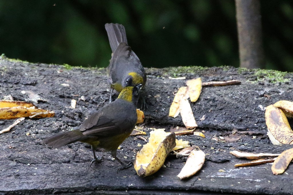 Dusky-faced Tanager - ML65608801