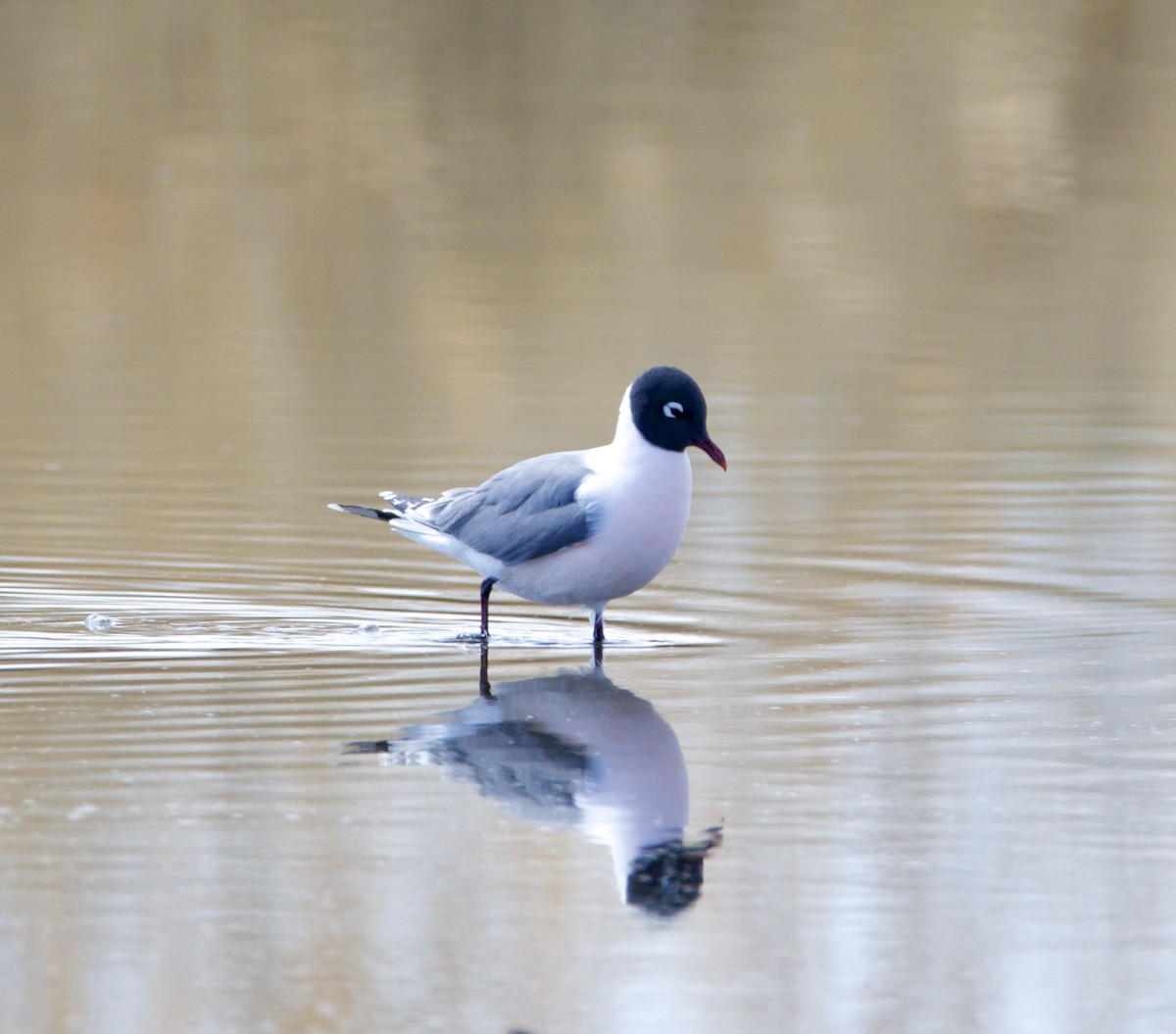 Mouette de Franklin - ML656088562
