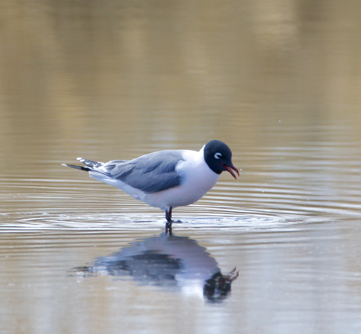 Mouette de Franklin - ML656088563