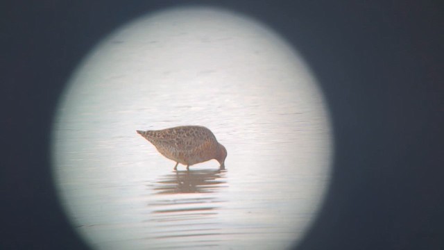 Short-billed Dowitcher - ML656089084