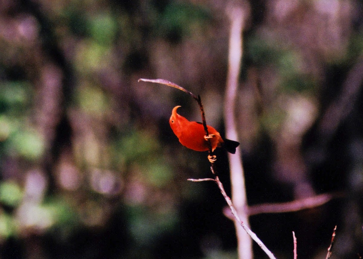 eBird Checklist - 15 Mar 2010 - Hakalau Forest NWR--Pua Akala Tract ...
