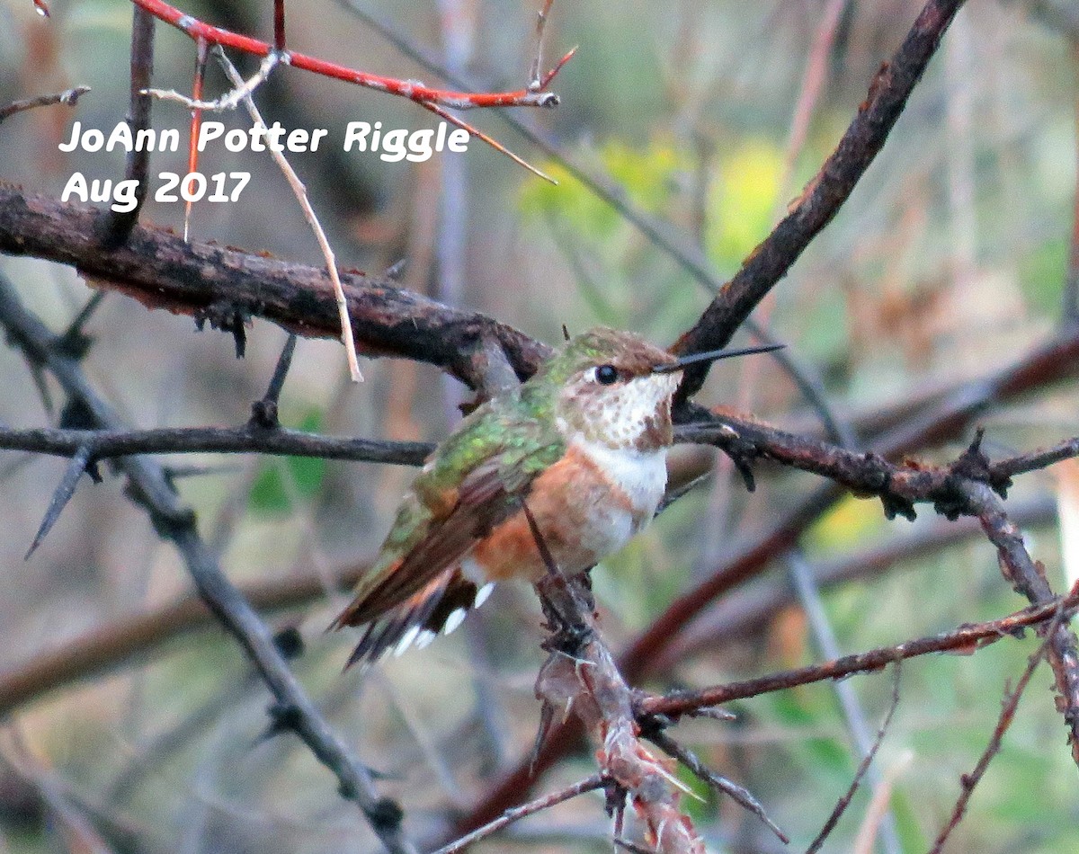 Rufous Hummingbird - JoAnn Potter Riggle 🦤