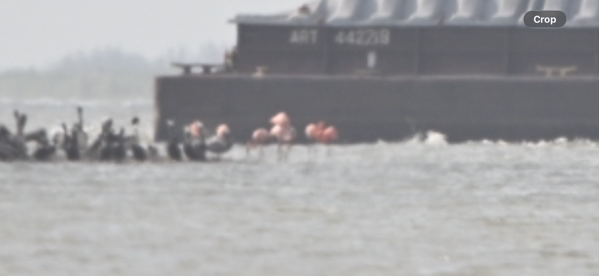 American Flamingo - ML656093643