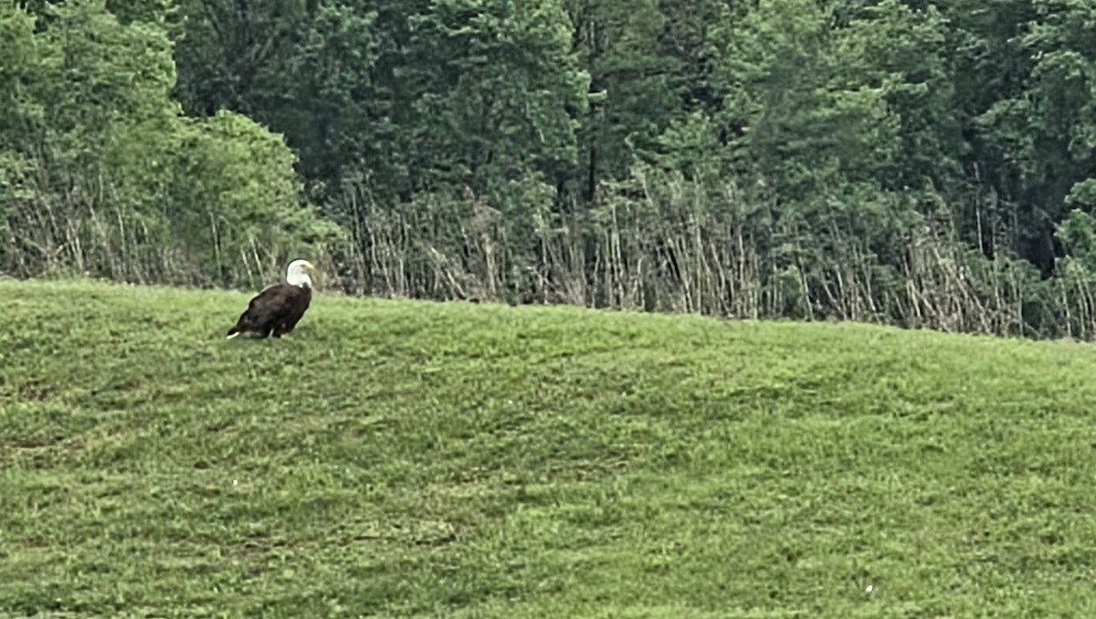 Bald Eagle - ML656094732