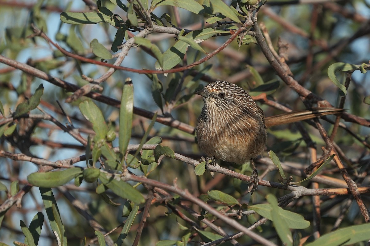 Western Grasswren - ML656096281