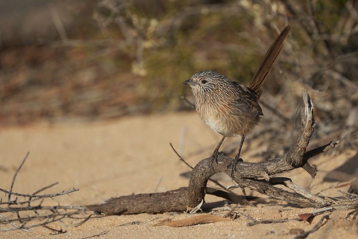 Western Grasswren - ML656096282