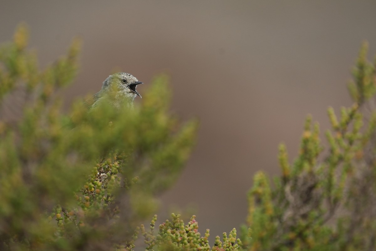 Slender-billed Thornbill - ML656096347