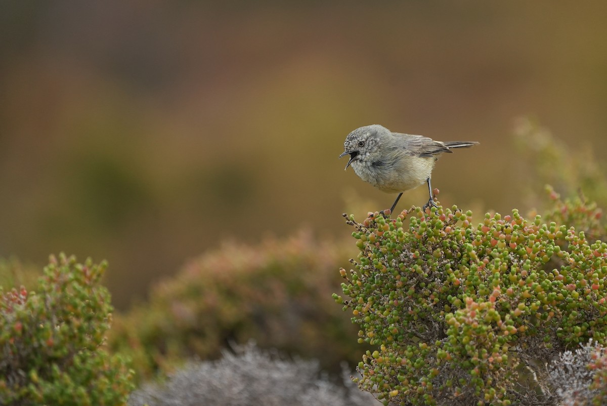 Slender-billed Thornbill - ML656096348