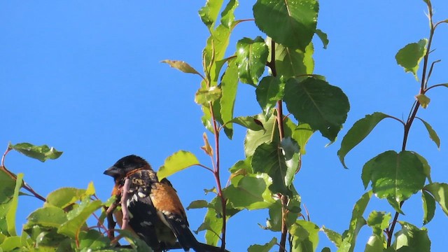 Black-headed Grosbeak - ML656097138