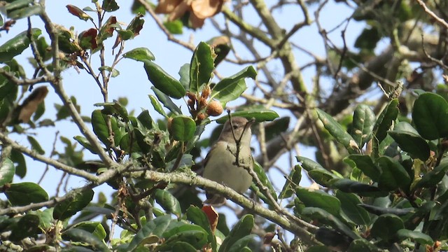 Western Warbling Vireo - ML656097475