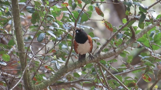 Spotted Towhee - ML656097529