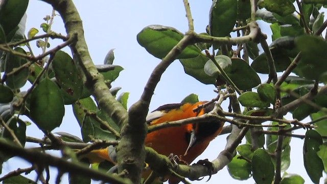 Bullock's Oriole - ML656097637