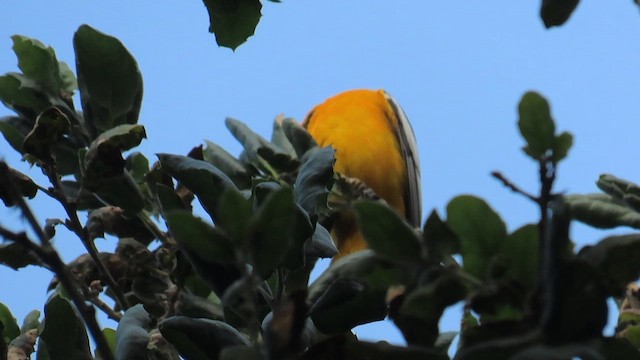 Bullock's Oriole - ML656097642