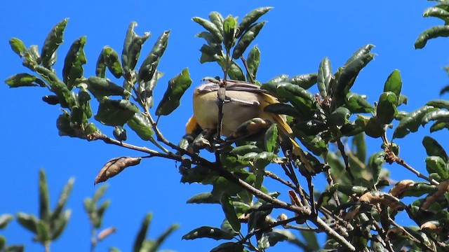 Bullock's Oriole - ML656098343