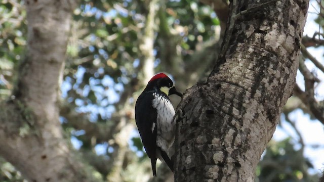 Acorn Woodpecker - ML656098485
