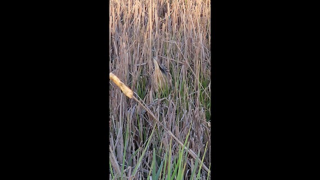 American Bittern - ML656098636