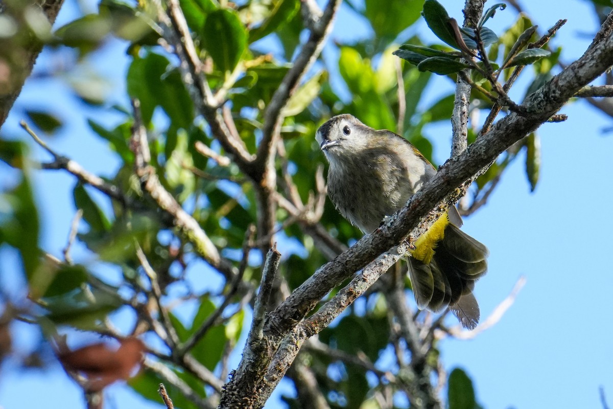 Pale-faced Bulbul - ML656102589