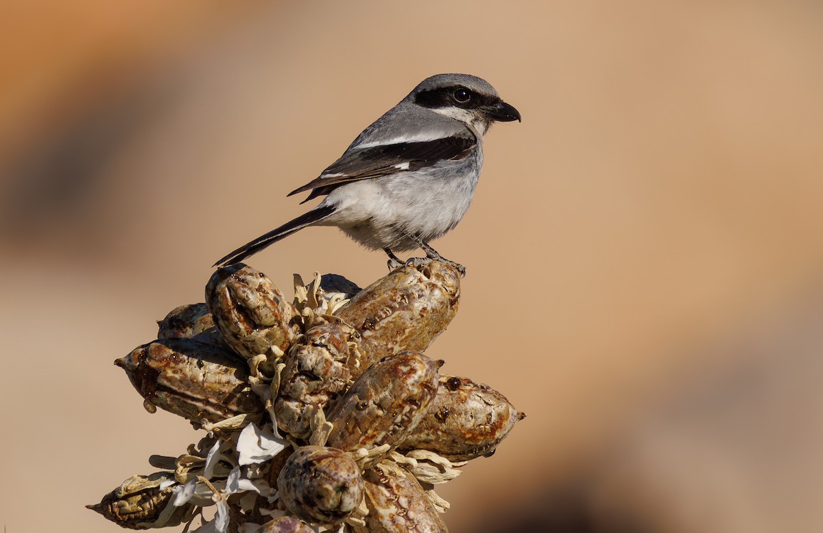 Loggerhead Shrike - ML656103680