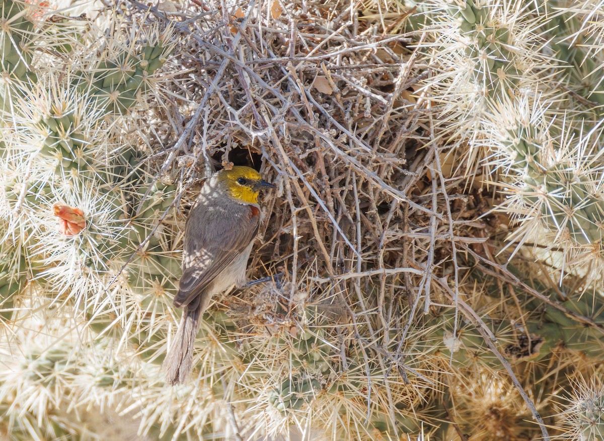 Verdin - ML656103685