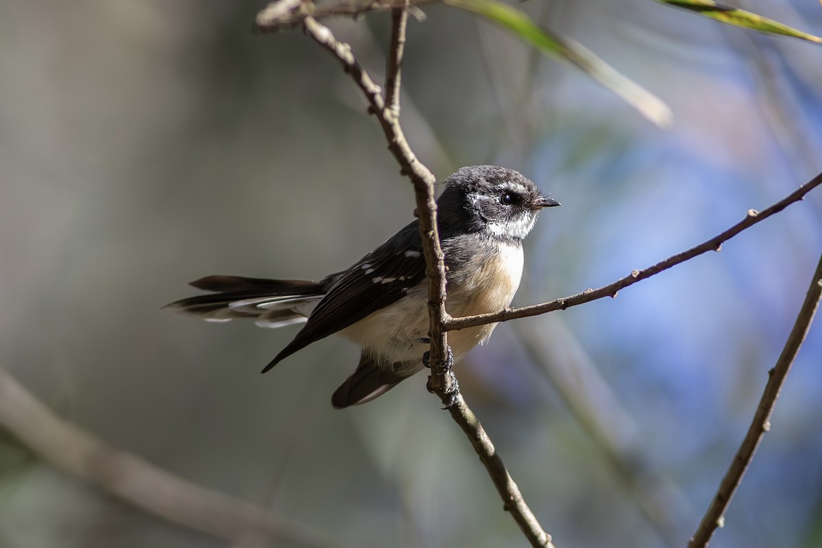 Gray Fantail - ML656104968