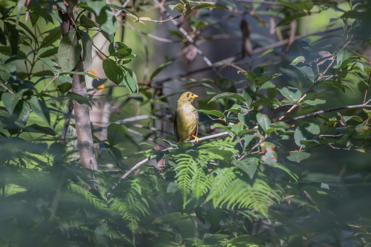 Bell Miner - ML656105032
