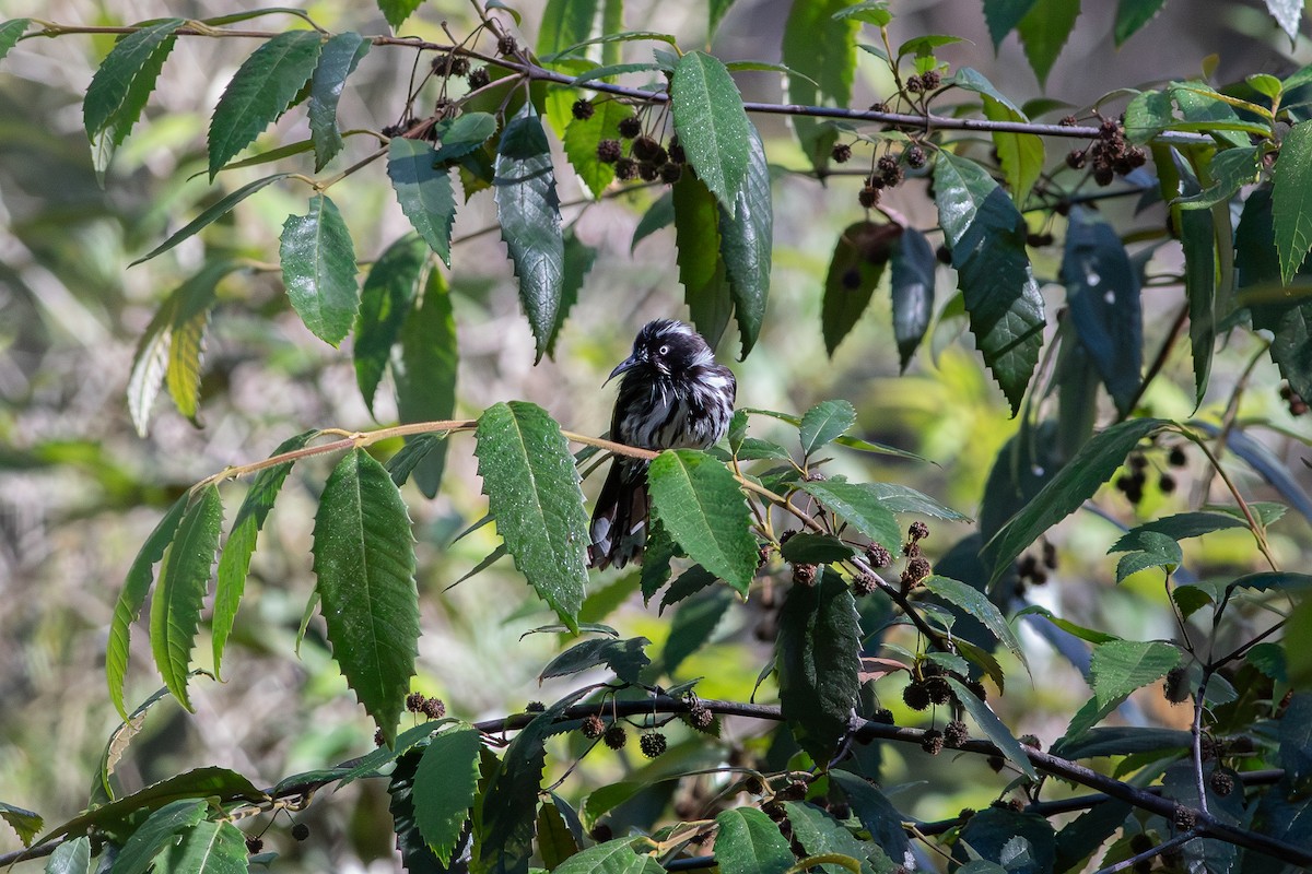New Holland Honeyeater - ML656105093