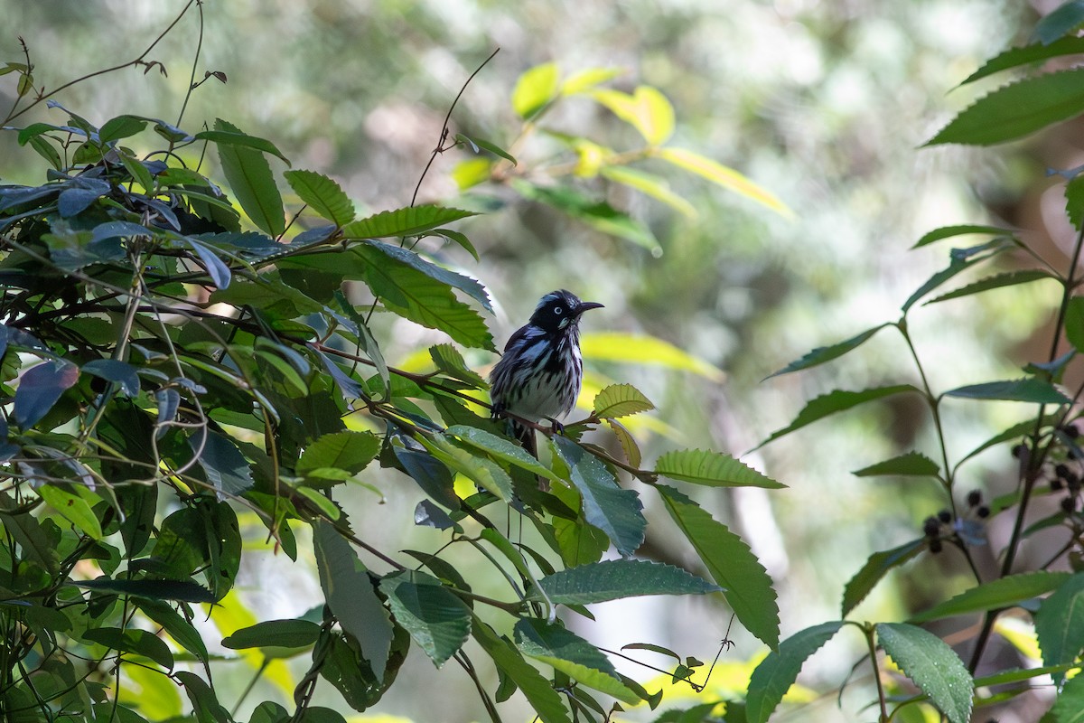 New Holland Honeyeater - ML656105094