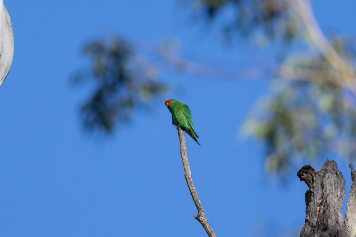 Little Lorikeet - ML656105126