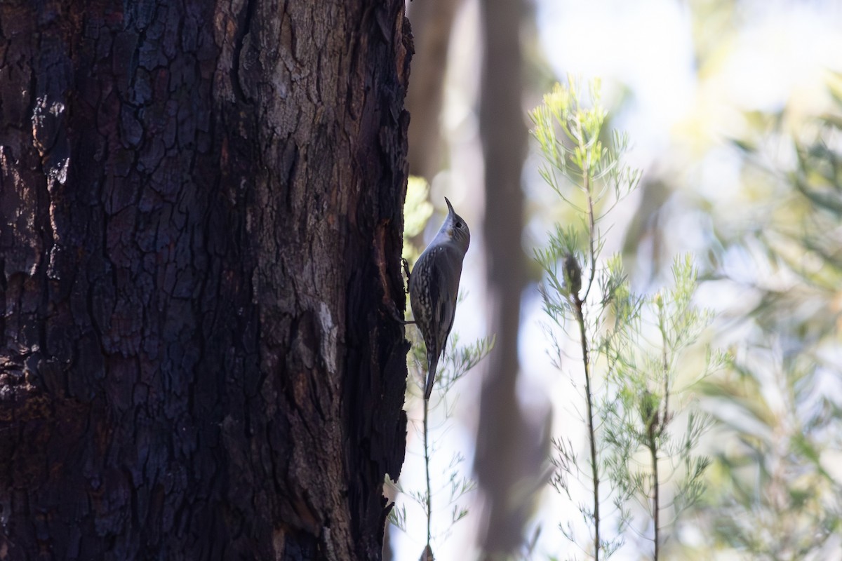 White-throated Treecreeper - ML656105140