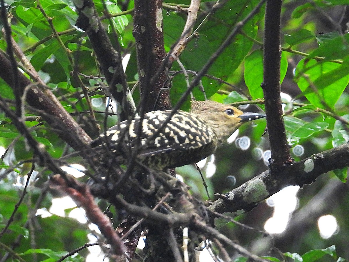Buff-rumped Woodpecker - ML656105142