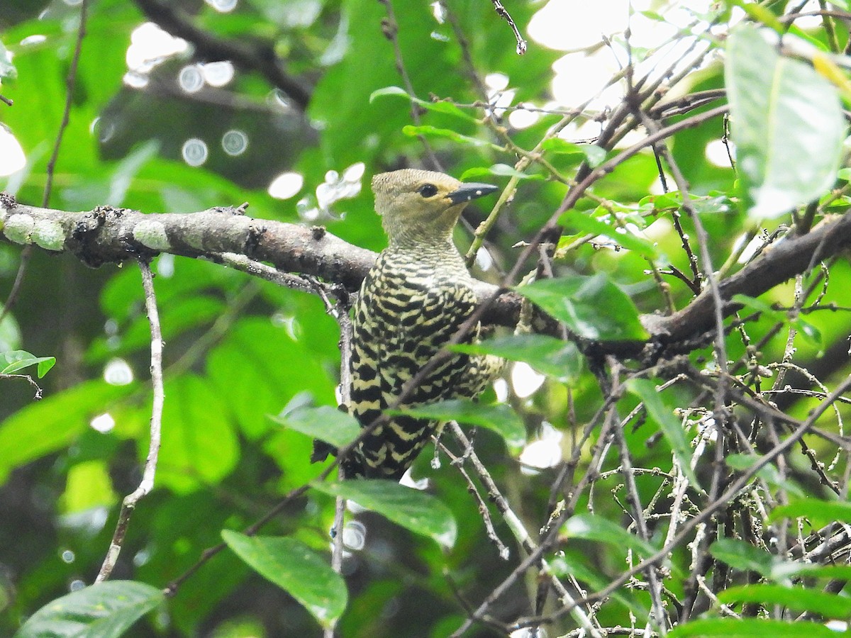 Buff-rumped Woodpecker - ML656105143