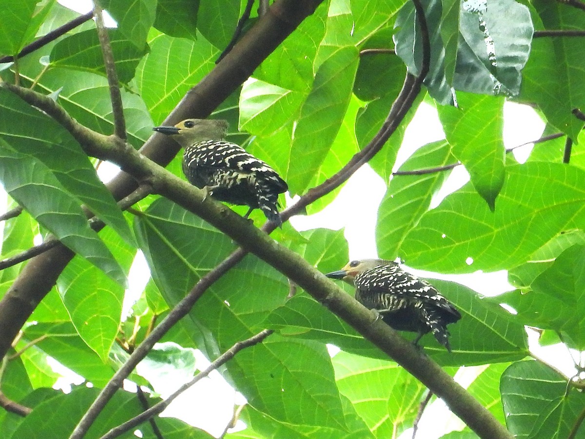 Buff-rumped Woodpecker - ML656105144